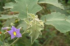 Solanum anguivi